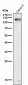 Anti-LI-Cadherin-17 CDH17-Rabbit Monoclonal Antibody